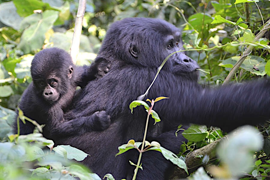 Rwanda