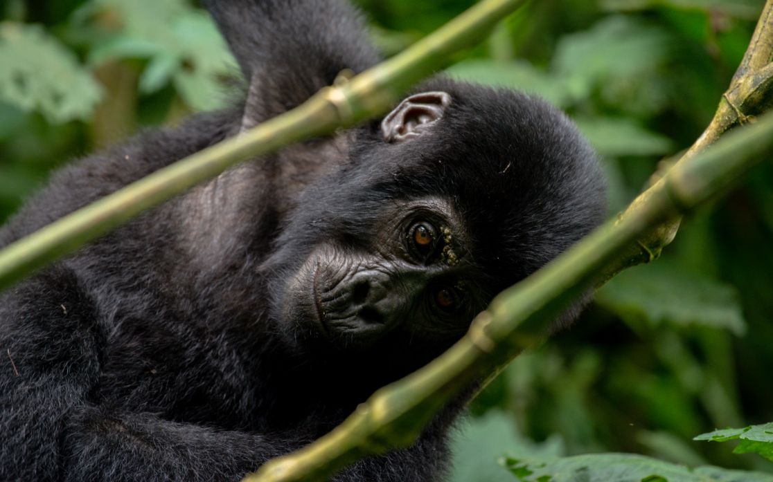 Rwanda Primate Holiday