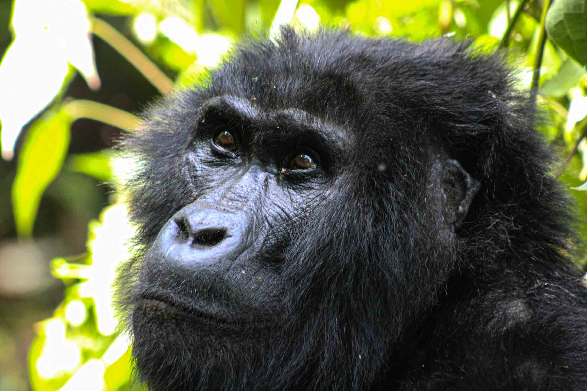 Bwindi Impenetrable National Park