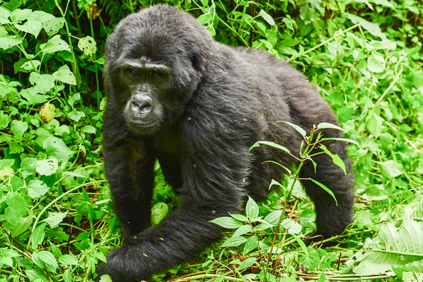 Gorilla Families