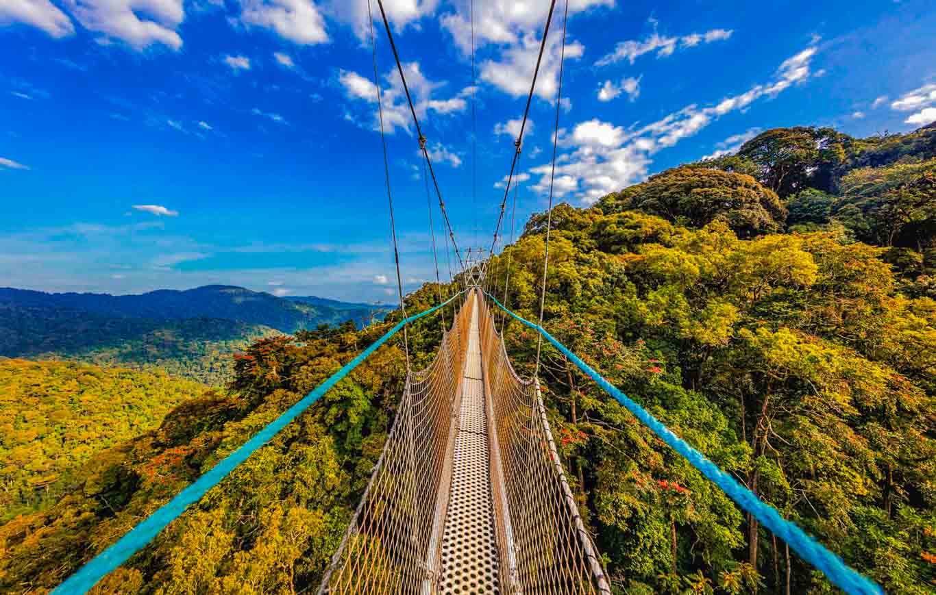 Nyungwe walking canopy