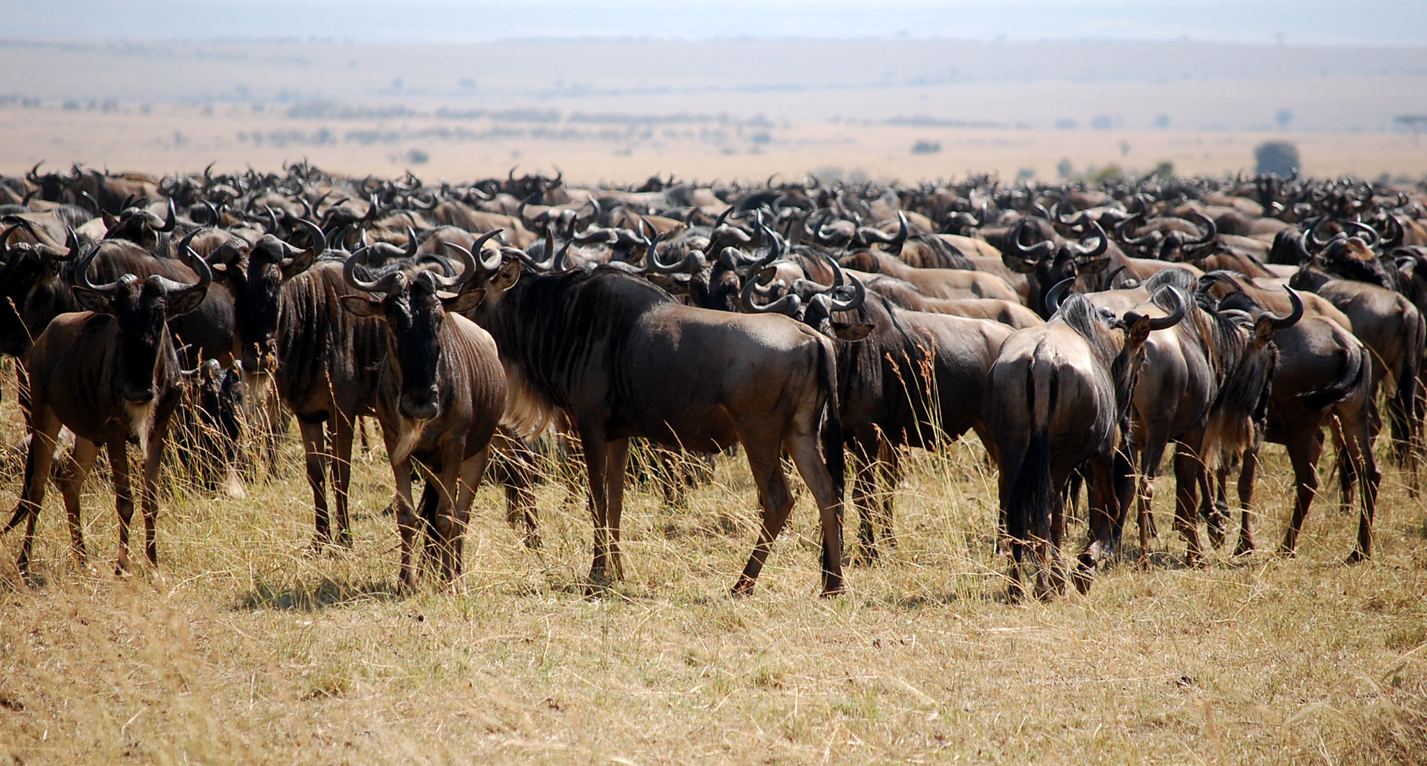 Wildebeast migration in kenya