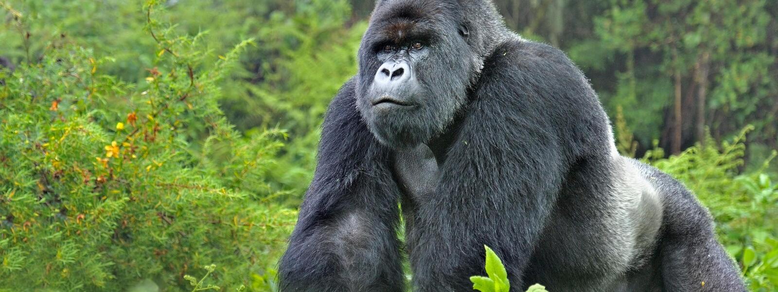 Mountain sliverback gorillas