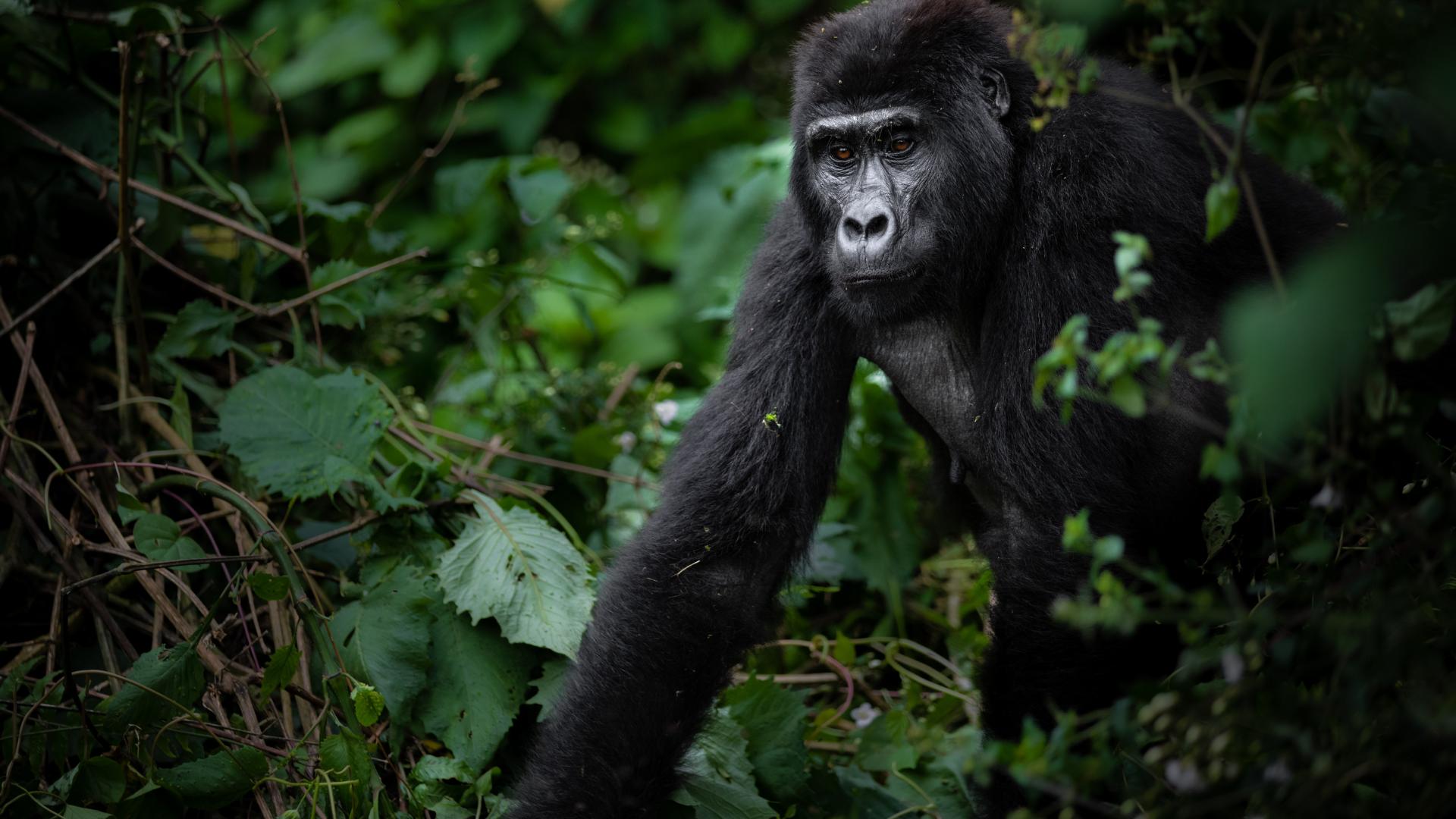 5 days uganda gorilla Trekking Safari