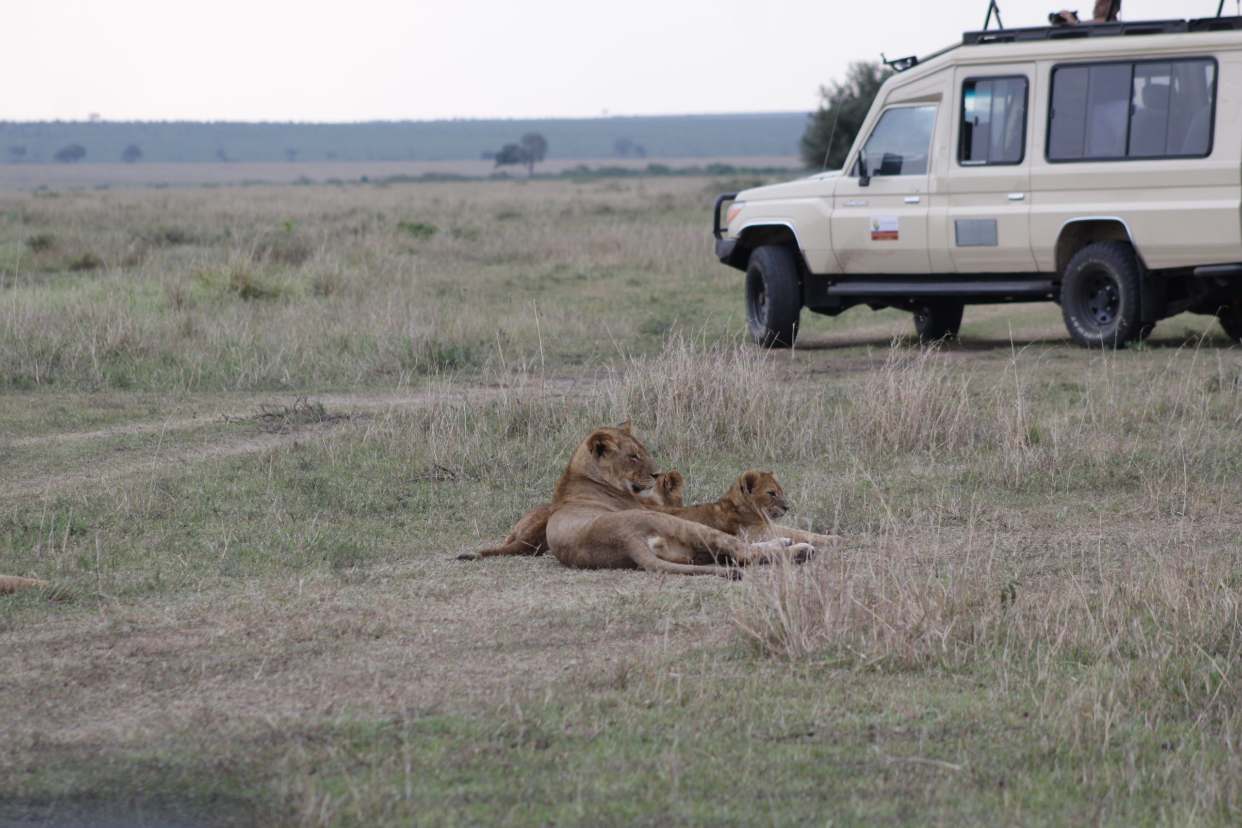 Game Drives In Uganda