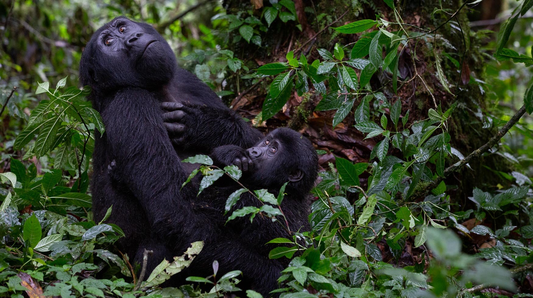 Gorillas and great apes