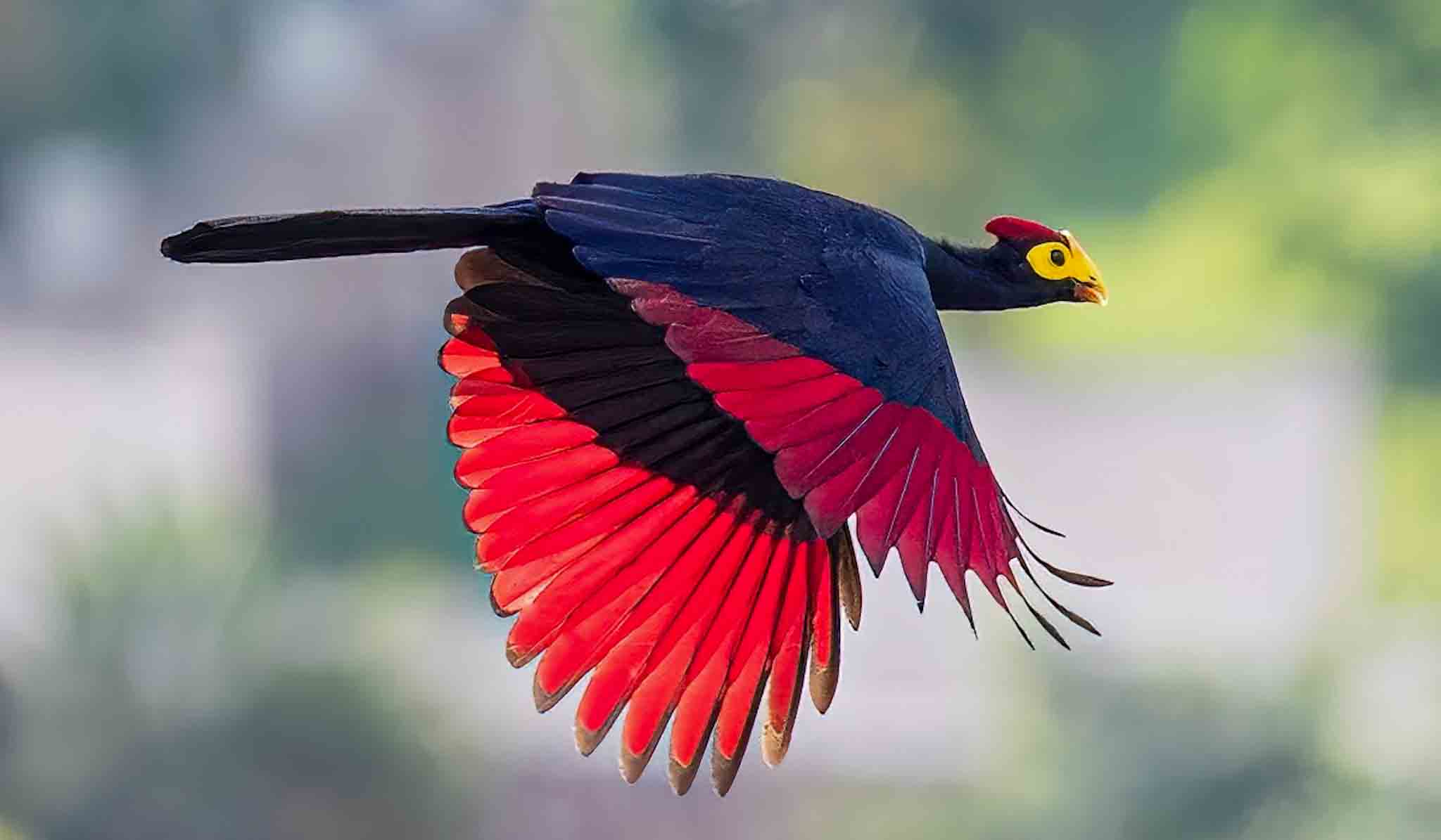 Ross's turaco volcanoes