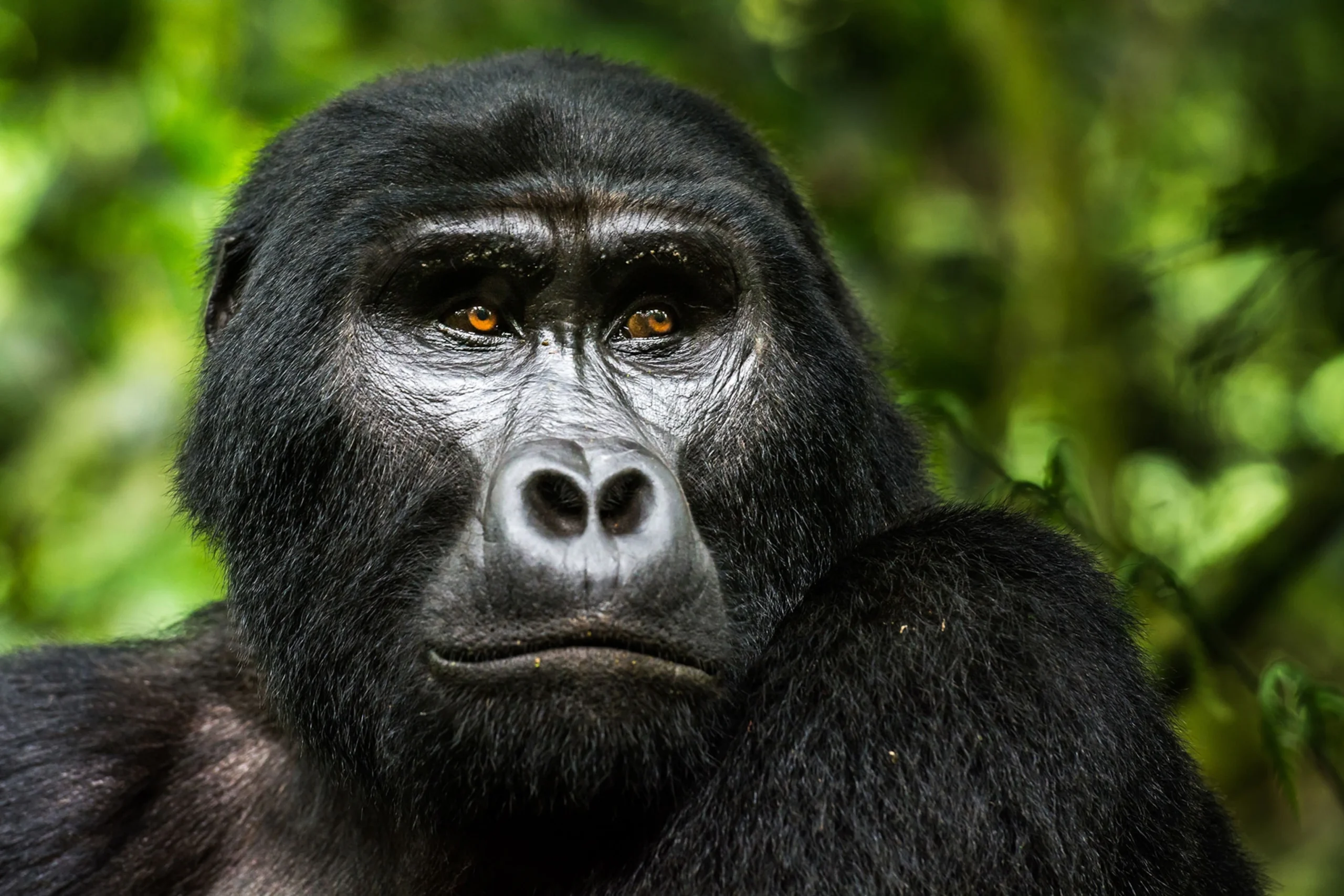 mountain gorillas in africa