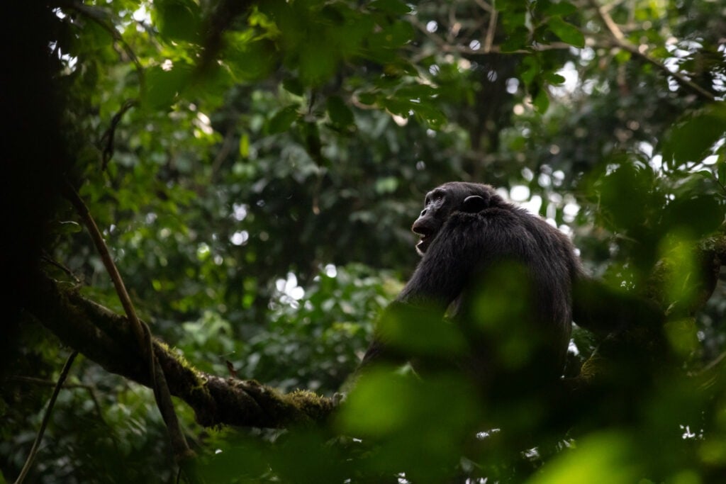 7 Days Chimpanzees Trekking