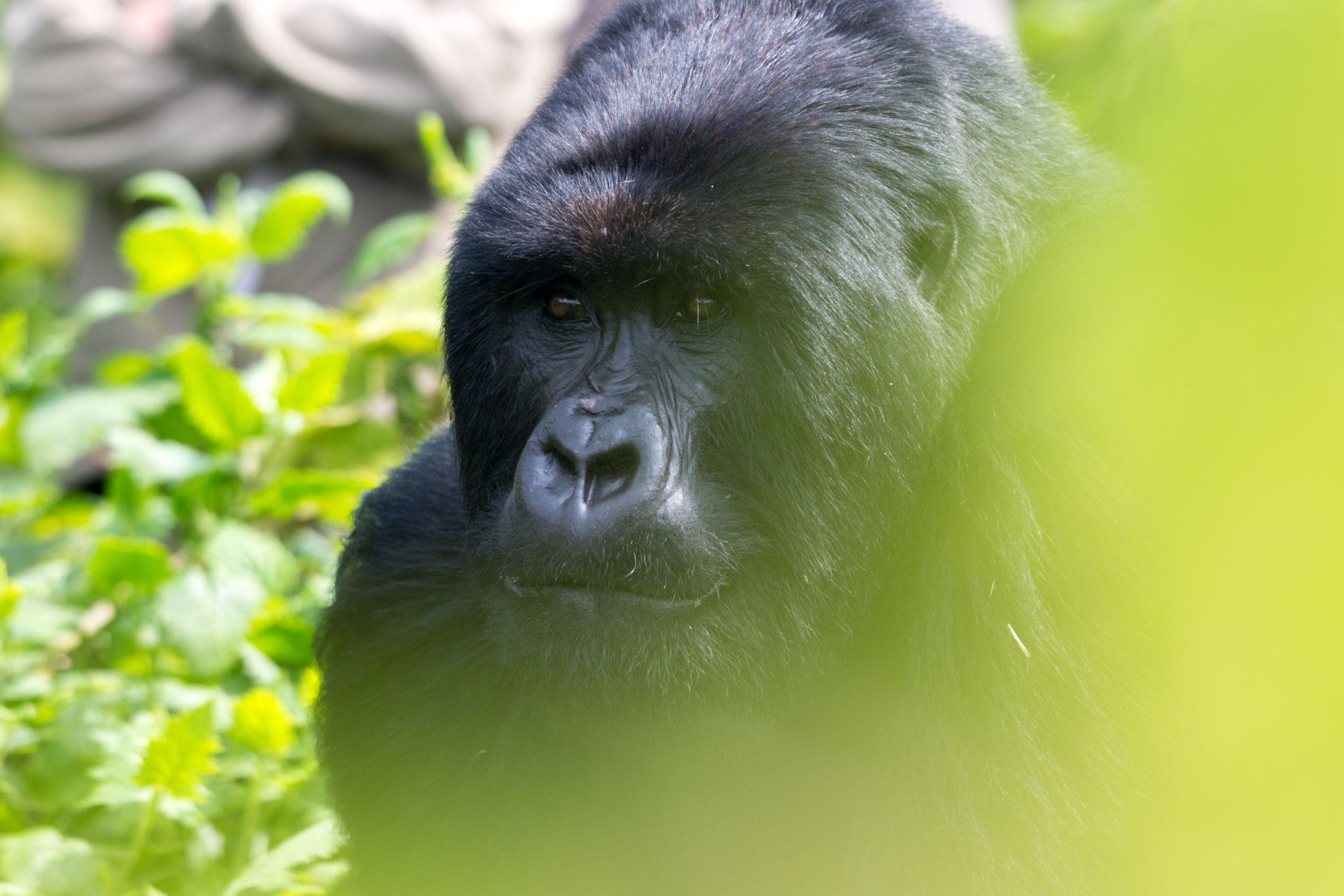 DR Congo